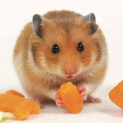 Ratón comiendo pienso